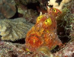 Orange frogfish on a night dive in Curacao.  Nikon D100, ... by Maryke Kolenousky 